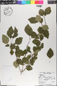 Crataegus viridis image