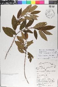 Miconia scalpta image