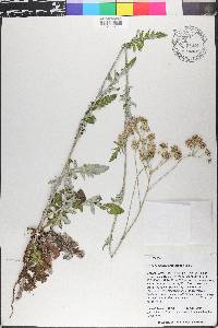 Hymenopappus scabiosaeus image