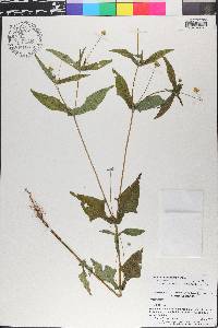 Melampodium gracile image