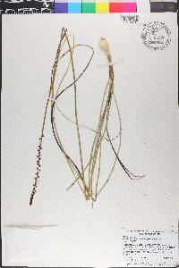 Schoenocaulon dubium image