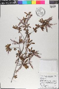 Cyrilla parvifolia image