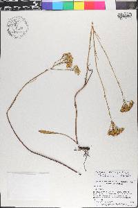 Bigelowia australis image