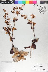 Eriogonum tomentosum image
