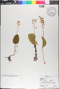 Malaxis unifolia image