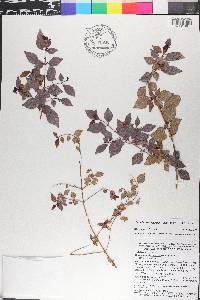 Miconia portoricensis image