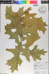 Quercus laevis image