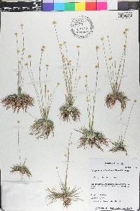 Syngonanthus flavidulus image