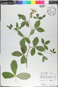 Baptisia alba image