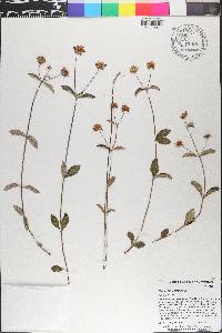 Hyptis lantanifolia image