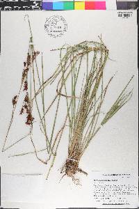 Eleocharis montana image