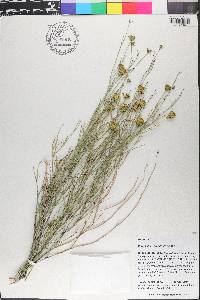 Porophyllum scoparium image