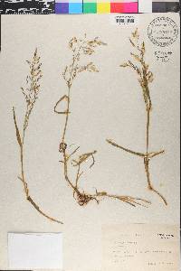 Catabrosa aquatica image