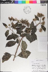 Tournefortia hirsutissima image