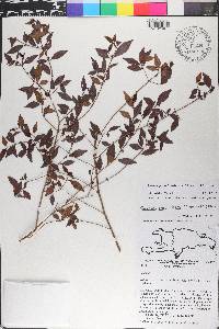 Miconia portoricensis image