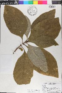 Pinckneya bracteata image