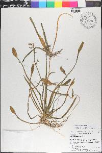 Sagittaria filiformis image