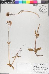 Valeriana capitata image
