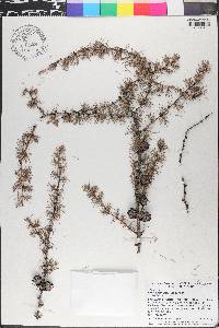 Larix laricina image