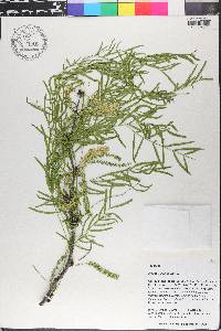 Prosopis glandulosa image