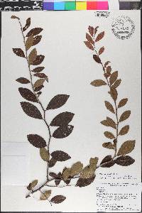 Vaccinium ashei image