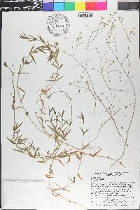 Stellaria graminea image