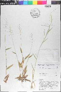 Dichanthelium laxiflorum image