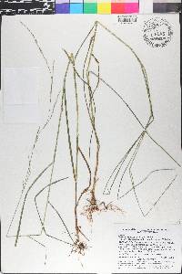 Glyceria melicaria image