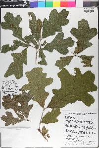 Quercus similis image