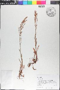 Rumex acetosa image