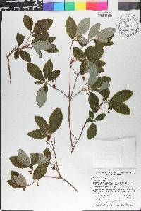 Rhododendron pilosum image
