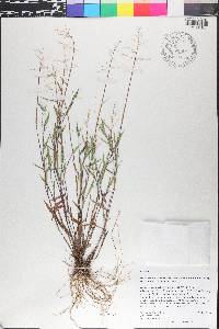 Dichanthelium portoricense image
