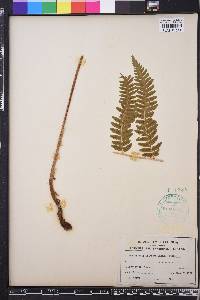 Dryopteris goldieana image