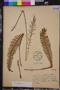 Blechnum spicant image