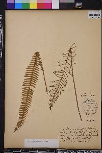 Blechnum spicant image