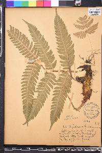 Dryopteris goldieana image