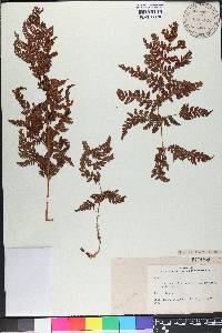 Dryopteris campyloptera image