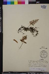Pleopeltis polypodioides image