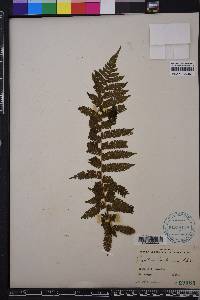 Cyathea furfuracea image