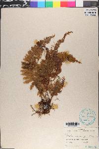 Trichomanes crispum image