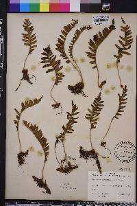 Polypodium glycyrrhiza image