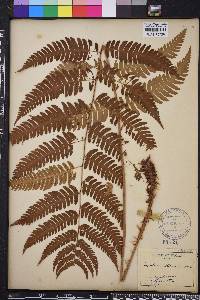 Dryopteris goldieana image