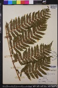 Cyathea furfuracea image