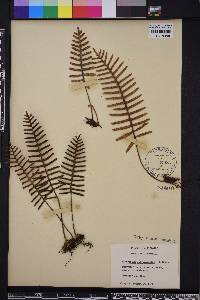 Pleopeltis polypodioides image