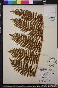 Cyathea furfuracea image