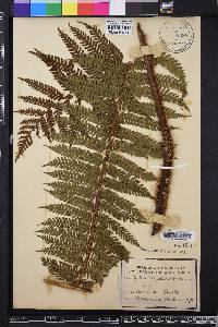 Cyathea insignis image