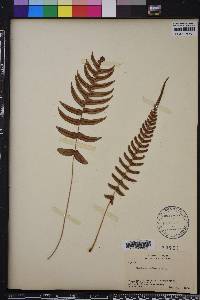 Blechnum occidentale image