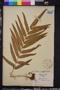 Pteris grandifolia image