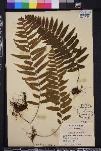 Polypodium dissimile image