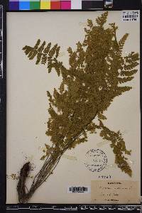 Asplenium cristatum image